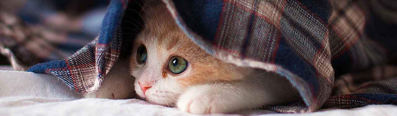 catgroup