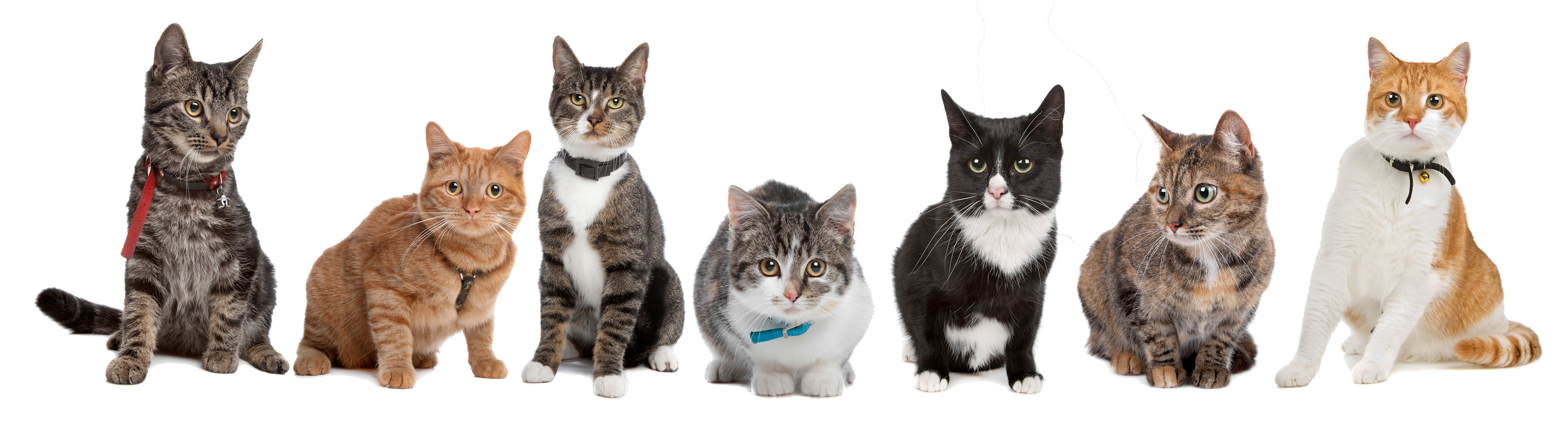 catgroup